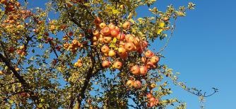 Ast eines Apfelbaums mit reichem Behang von Äpfeln