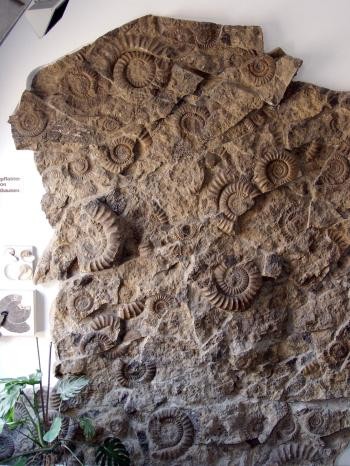 Große senkrecht stehende Kalksteinplatte mit zahlreichen versteinerten großen Schnecken (Ammoniten)