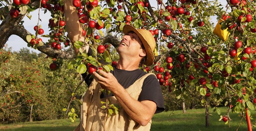 Ein Mann mit Arbeitskleidung und Strohhut erntet an einem reich mit reifen Äpfeln behangenen Obstbaum in einer Streuobstwiese 