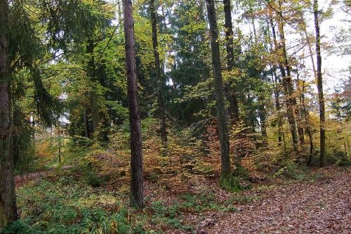 Wald im Herbst, mit Nadelbäumen und Laubbäumen