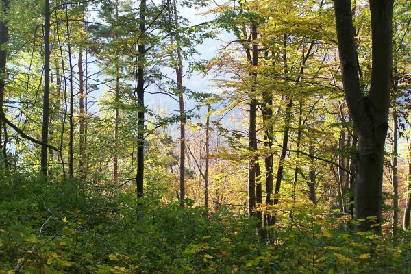 Mischwald mit herbstliche gefärbten Blättern, hohe Bäume und niedriger Bewuchs