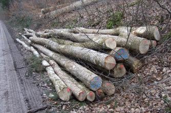 Stapel von gefällten Holzstämmen am Rand eines Weges