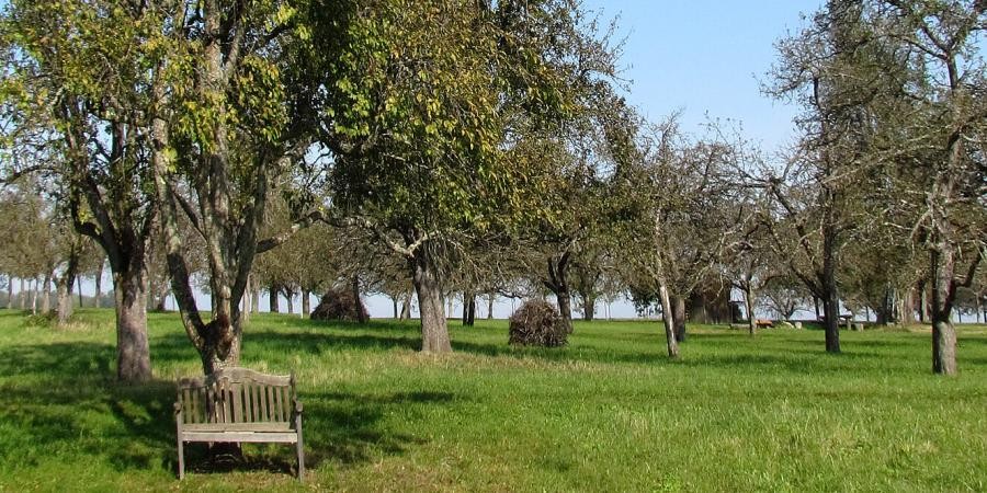 Wiese mit Obstbäumen, im Vordergrund eine Holzbank, zwischen den Bäumen  Haufen mit Baumschnitt