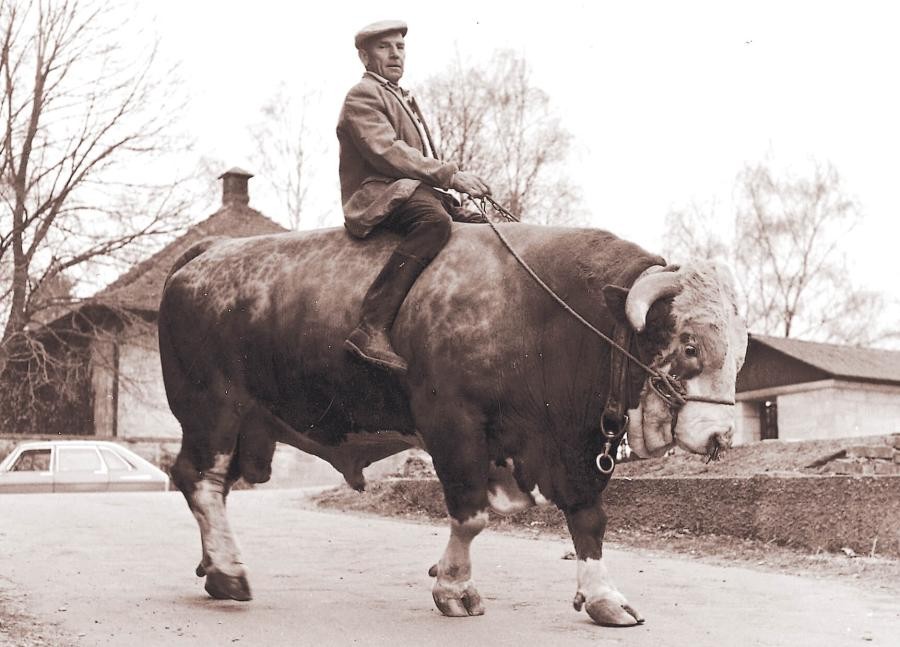 Bulle mit einem Seil aufgezäumt, darauf reitet ein Mann, im Hintergrund Häuser und ein Auto