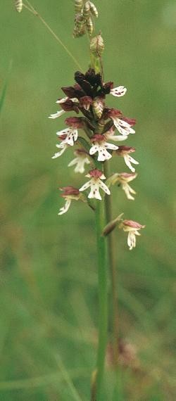Blütenstand einer Orchidee mit mehreren ringförmig und übereinander angeordrdneten kleinen weiß-braunen Blüten