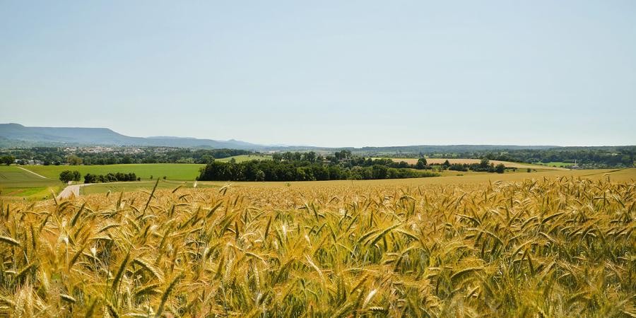 Landschaft mit Getreidefeld im Vordergrund, im Mittelgrund Wiesen und Büsche, im Hintergrund Berge