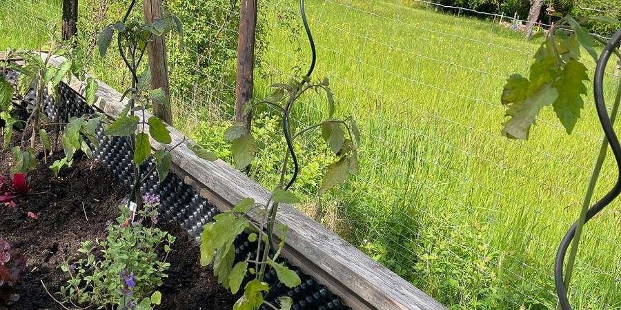Ausschnitt aus einem Hochbeet mit Pflanzen und Rankstäben neben einer Wiese