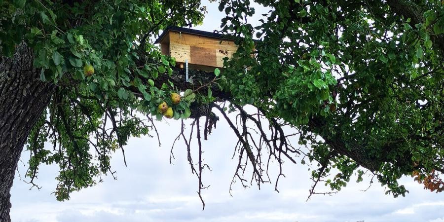 Größerer länglicher Holzkasten, angebracht auf einem starken Ast eines Birnbaums