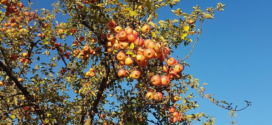 Ast eines Apfelbaums, mit reichem Behang von Früchten