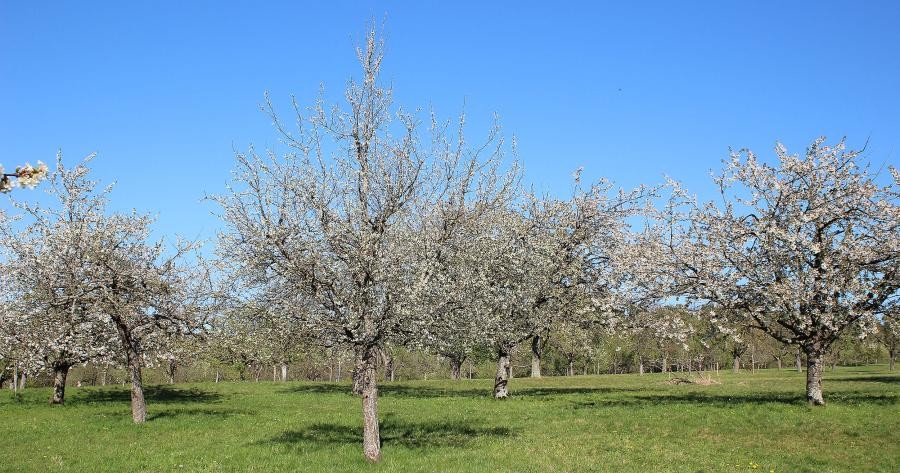 Wiese mit blühenden Obstbäumen