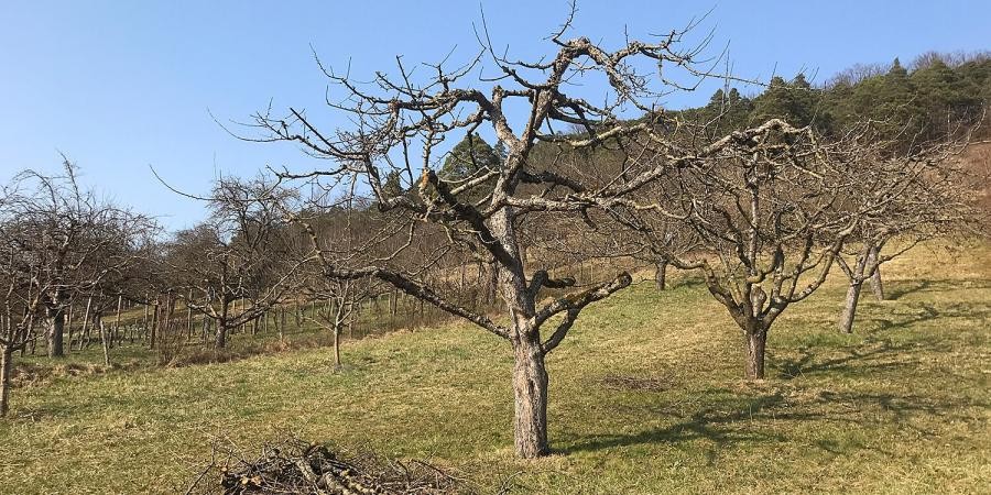 Wiese mit Streuobstbäumen, noch ohne Blätter und Blüten, darunter liegen geschnittene Äste und Zweige im