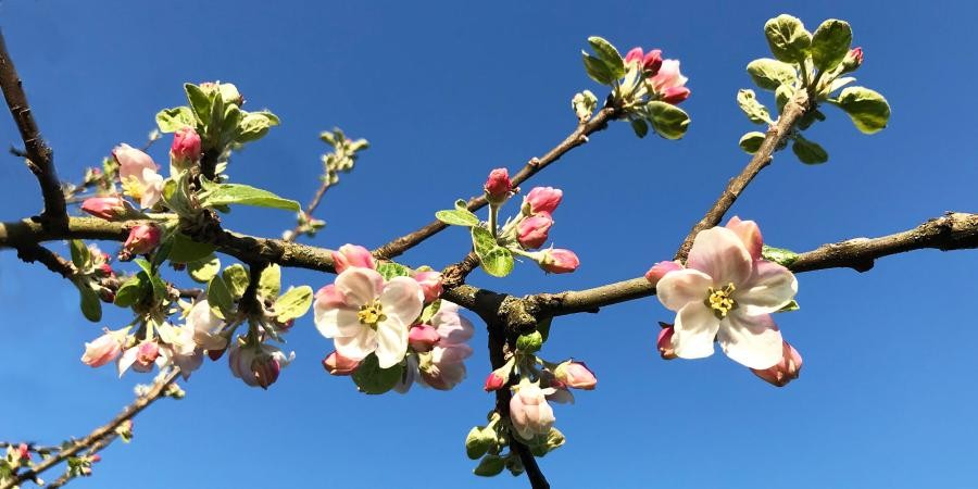 Ast mit Blüten eines Apfelbaums