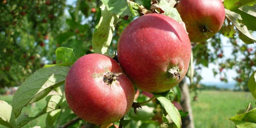 Mehrere reife Äpfel hängen an einem Apfelbaum
