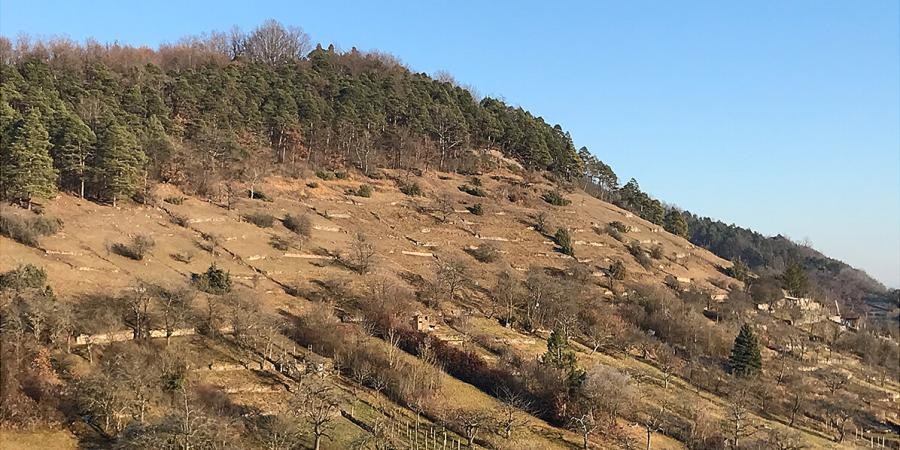 Kulturlandschaft mit Trockenmauern am Spitzberg Blick zum südwestlichen Abhang des Spitzbergs, zu sehen sind zahlreiche Trockenmauern