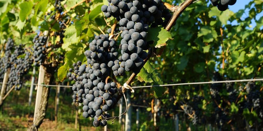 Dolden von reifen, dunklen Trauben hängen an Weinstöcken