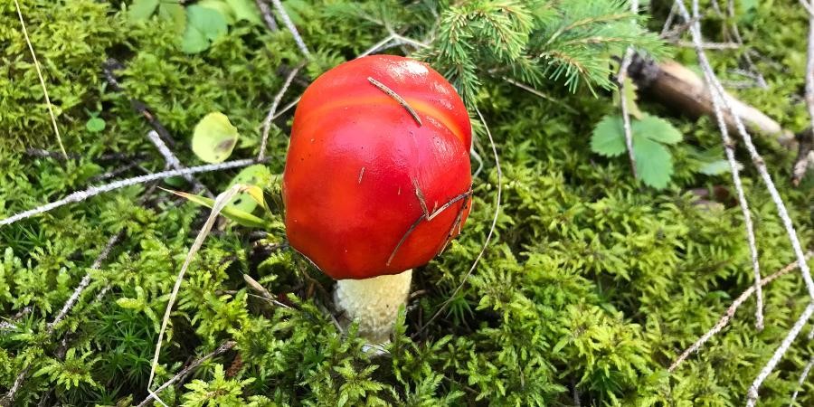 Fliegenpilz auf einem Boden mit Moos