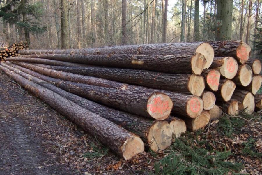 Gefällte lange Holzstämme liegen aufgestapelt am Rand eines Forstwegs