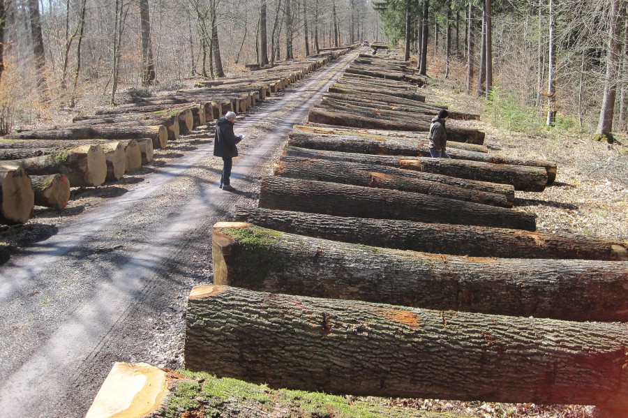 An einem Wirtschaftsweg im Wald liegen an beiden Seiten große Baumstämme rechtwinklig und mit Abstand nebeneinander, zwei Personen begutachten das Holz