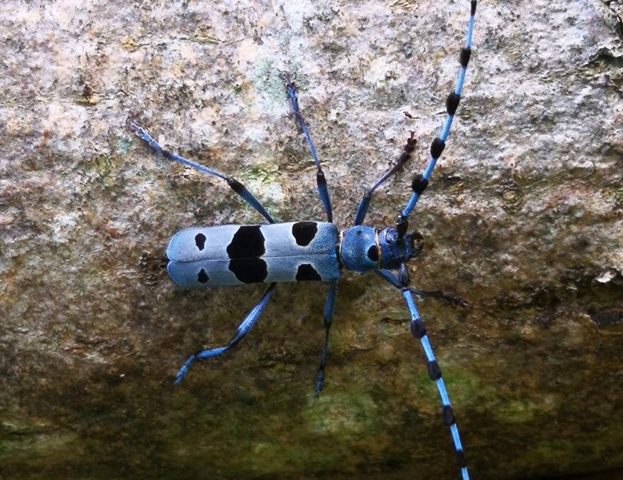 Bild eines Alpenbock-Käfer: länglich mit grauen, schwarz gefleckten Flügeln, mit im Verhältnis zum Körper sehr langen gestreiften Fühlern und gestreiften Beinen, auf einem Stein