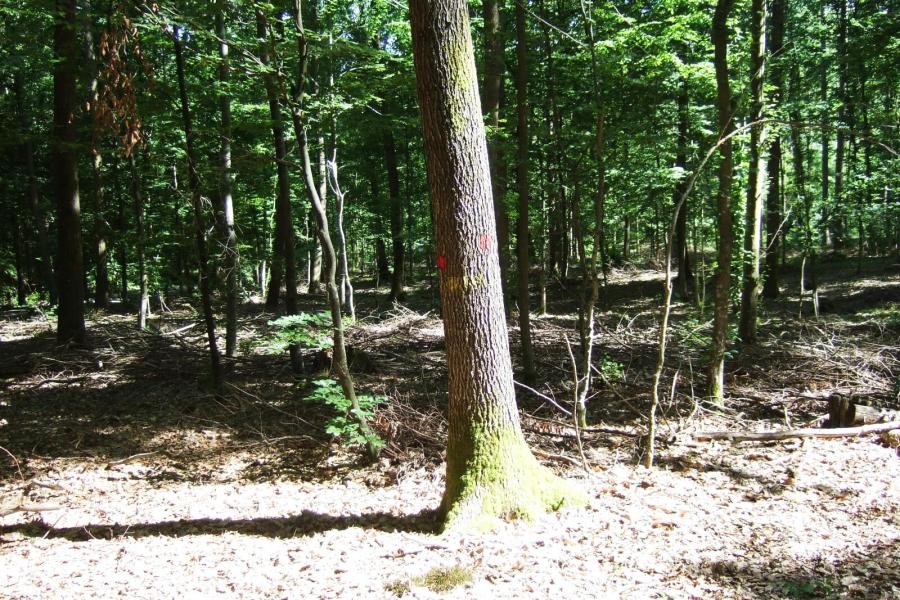 Ein Wald, im Vordergrund ist der untere Teil (Stamm) einer Eiche zu sehen.