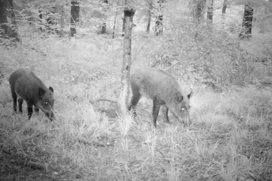 Zwei Wildschweine im Wald, bei Nacht mit einer speziellen Kamera aufgenommen