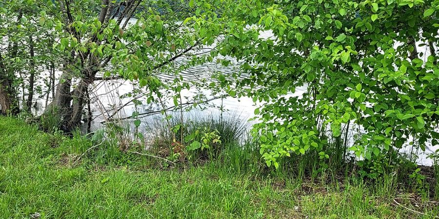 Teil eines Seeufers mit Wiese und Büschen, Blick zum Wasser