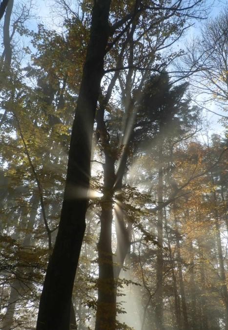 Bäume im Wald, die Sonne scheint dahinter durch