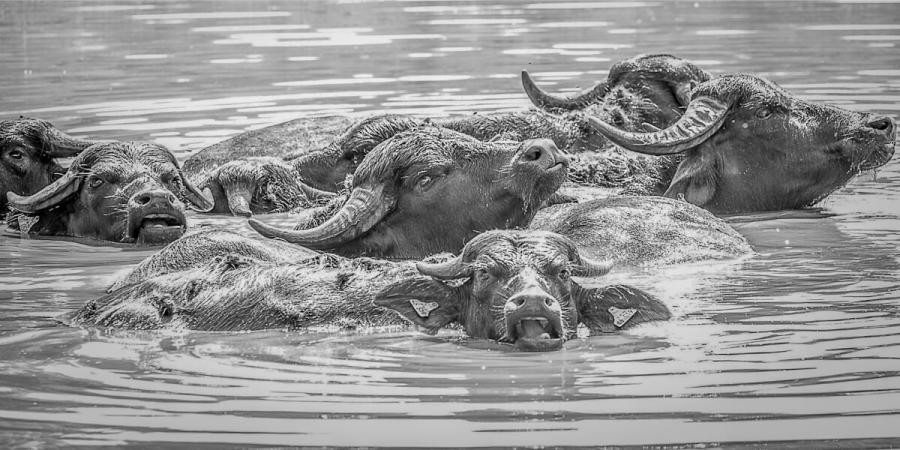 Schwarzweißfotografie von Wasserbüffeln im Wasser.