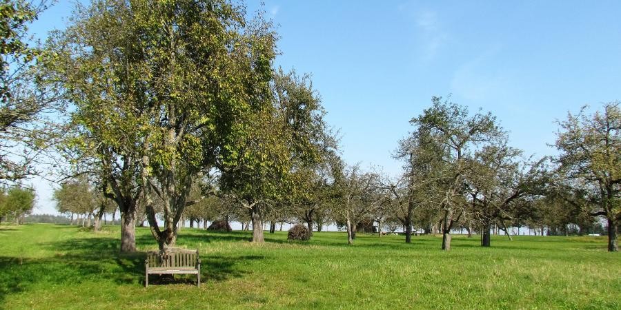 Wiese mit Obstbäumen, vor einem Baum steht eine Holzbank, Stapel mit Baumschnitt liegen bei manchen Bäumen