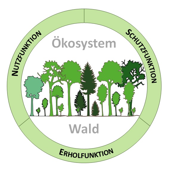 Grafik mit Beschriftung "Ökosystem Wald", Kreis mit Zeichnung eines Waldes, drei Segmente: "Nutzfunktion, Erholungsfunktion, Schutzfunktion"