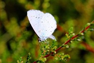 Ein Schmetterling auf einem Faulbaum