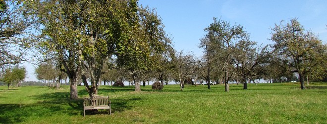 Obstbäume auf einer Wiese, vor einem Baum steht eine Sitzbank