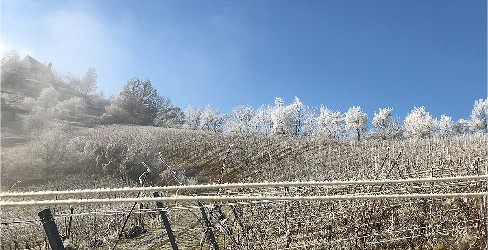 Winterlicher Raureif überzieht die Weinberge und Obstbäume, die Wurmlinger Kapelle  ist leicht in Nebel gehüllt