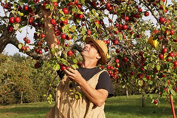 Ein Arbeiter erntet rote Äpfel auf einer Streuobstwiese im Landkreis Tübingen