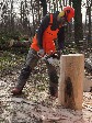 Das Bild zeigt eine männliche Person in Arbeitskleidung mit Hörschutz und Helm. Die Person schneidet mit einer Kettensäge ein großes Holzstück zurecht. Im Hintergrund sind der Wald und gefällte Bäume zu sehen. 
