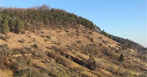 Blick zum südwestlichen Abhang des Spitzbergs, zu sehen sind zahlreiche Trockenmauern