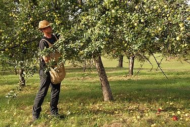 Ein Apfelbaum voll behangen mit Früchten, ein Mann mit umgehängter Sammeltasche erntet das Obst