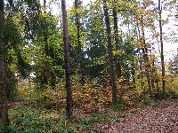 Wald im Herbst, mit großen und kleineren Nadel- und Laub-Bäumen