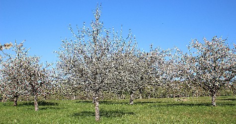 Blühende Kirschbäume auf einer Wiese