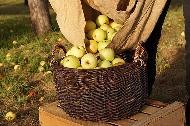 Ein Flechtkorb steht auf einer Obstkiste, aus einem Sack werden Äpfel hineingefüllt