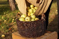 Ein Flechtkorb steht auf einer Obstkiste, aus einem Sack werden Äpfel hineingefüllt