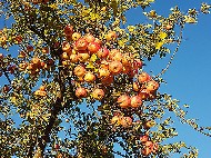 Apfelbaum: Äste mit vielen reifen Äpfeln